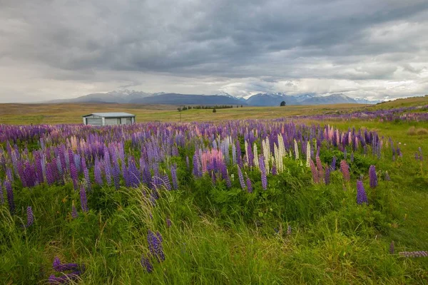 stock image Lupin Wildflowers in New Zealand