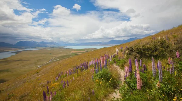 stock image Lupin Wildflowers in New Zealand