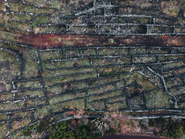 Vista Drone Vineyard Paisagem Pico Açores — Fotografia de Stock