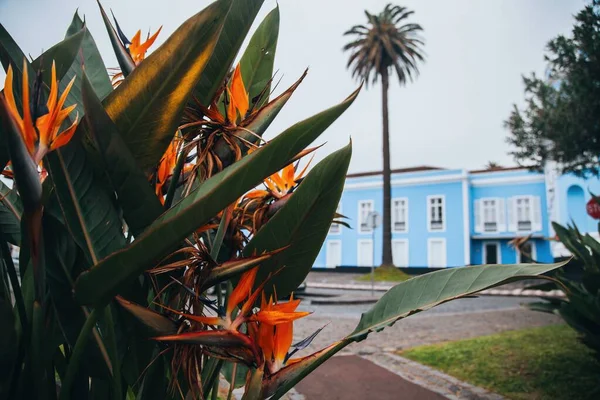来自亚速尔圣米格尔Ponta Delgada周围的观点 — 图库照片