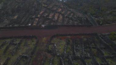Azores 'deki Pico Adaları' ndaki eski üzüm bağı manzarası.