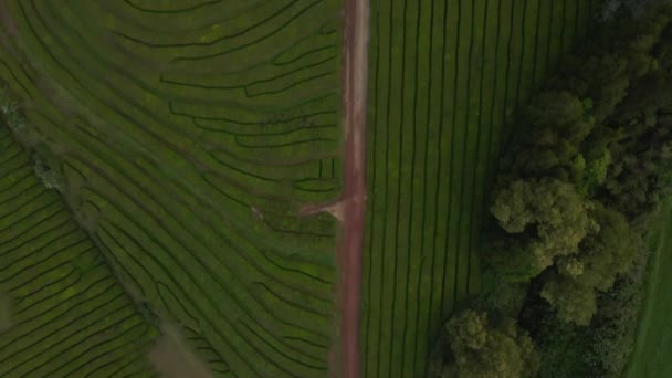 Vista Drone Plantação Chá Gorreana São Miguel Açores — Vídeo de Stock