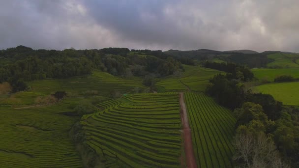 Drohnenblick Auf Die Teeplantage Gorreana Sao Miguel Den Azoren — Stockvideo