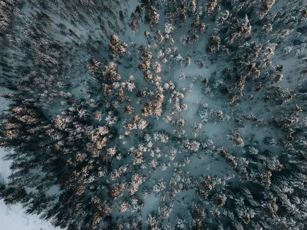 ドローンによるスウェーデンの冬の雪景観 ロイヤリティフリーのストック画像