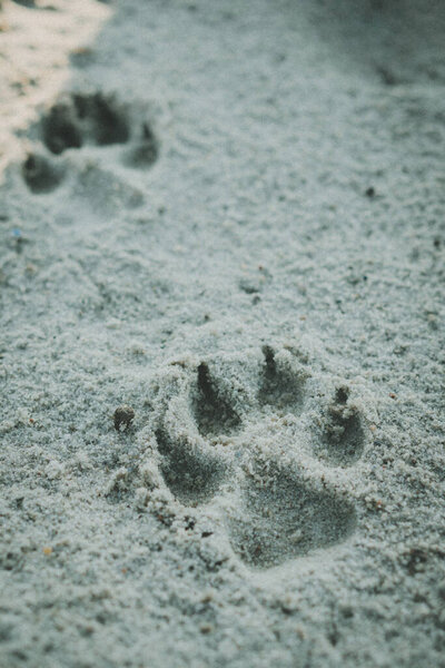 следы на пляже