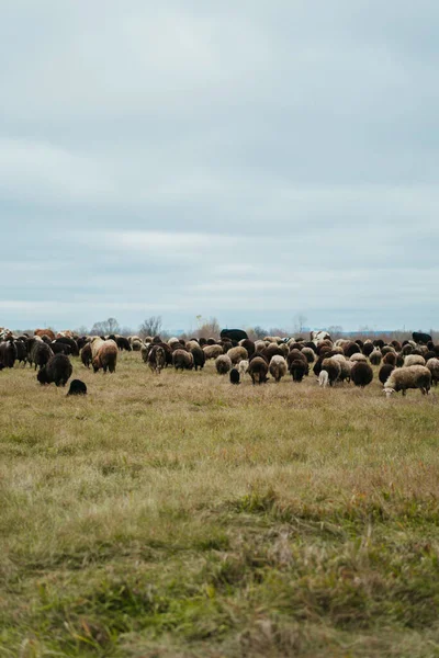 Sheeps Field — Stock Photo, Image