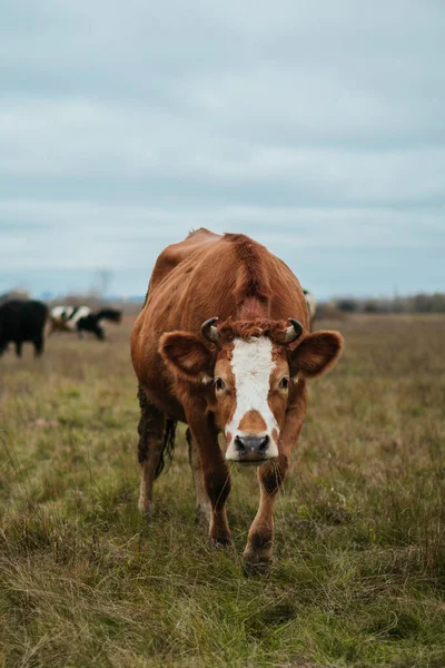 Стадо Коров Пасущихся Зеленом Лугу — стоковое фото
