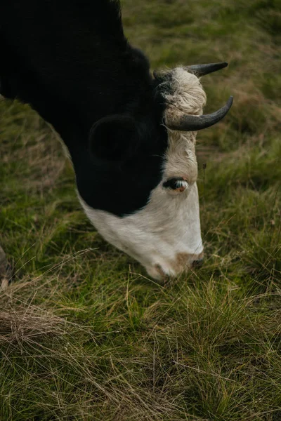 Una Vaca Pasto — Foto de Stock