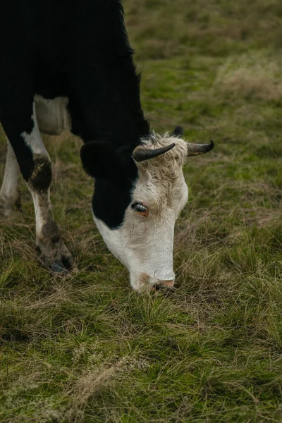 Una Vaca Pasto —  Fotos de Stock