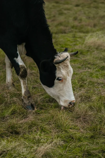 Schwarz Weiße Kuh Auf Der Weide — Stockfoto