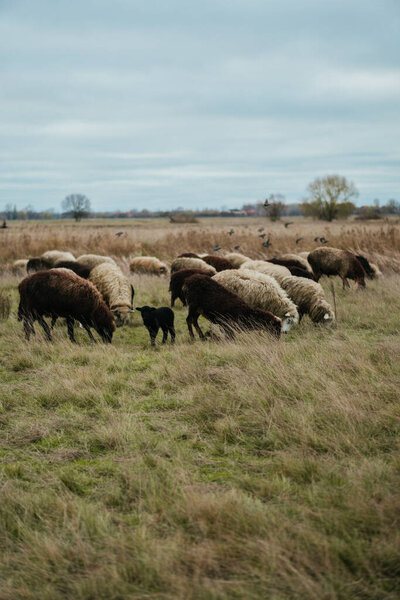 herd of sheep grazing in the meadow