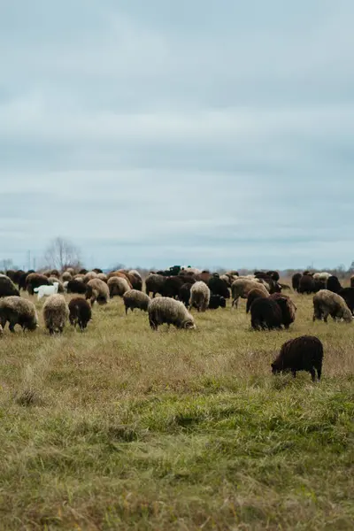 Sheep Grazing Meadow — Stock Photo, Image
