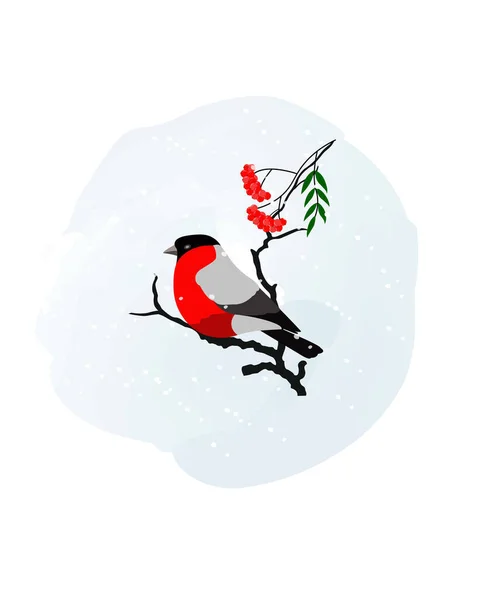 Ilustração Vetorial Bullfinch Pássaro Bonito Rowan — Vetor de Stock