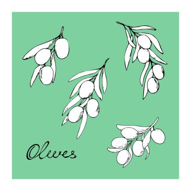 Yeşil arka planda elle çizilmiş zeytinler
