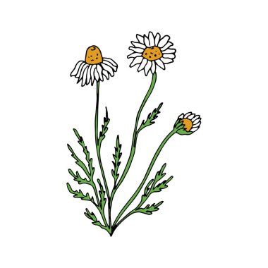 Sketch vector illustration chamomile isolated on white background. Hand drawn colored chamomile. 