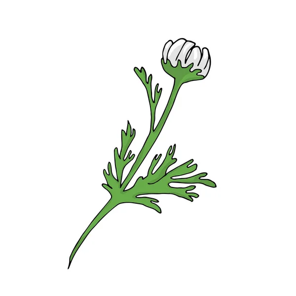 Papatya Çiçeği Çizimi Beyaz Arkaplanda Vektör Çizimi Izole Edilmiş — Stok Vektör
