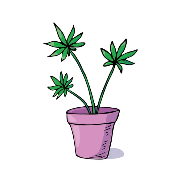 Ručně Kreslené Konopí Rostlina Hrnci Vektori Izolované Ilustrace — Stockový vektor