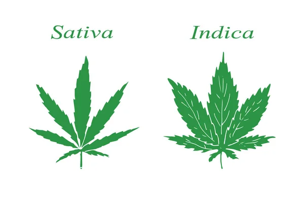 Hand Drawn Green Leaves Cannabis Sativa Indica Hand Drawn Vector — Stock Vector