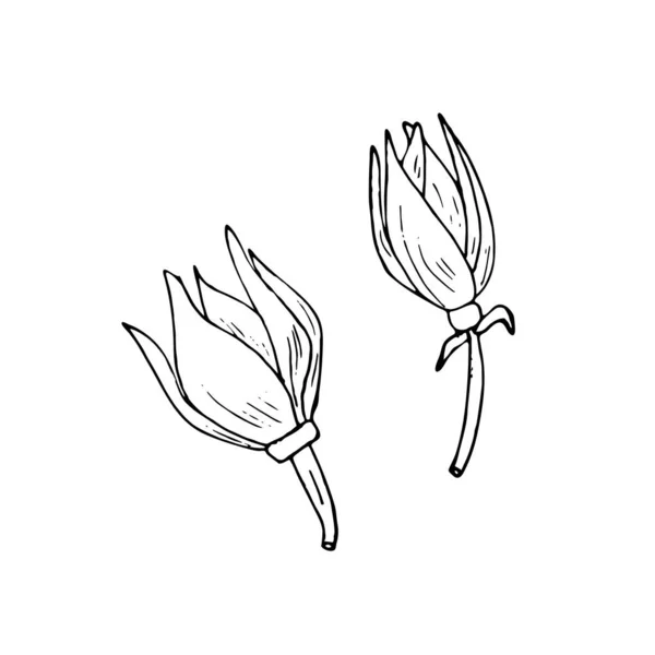 Handgezeichnete Blumen Ylang Ylang Vektorillustration Isoliert Auf Weißem Hintergrund — Stockvektor