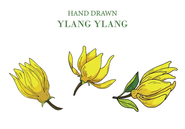El çizimi Ylang Ylang çiçek seti, beyaz arkaplanda izole edilmiş, vektör illüstrasyonu