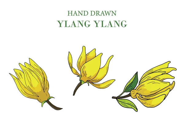 Χειροποίητο Σετ Λουλουδιών Ylang Ylang Απομονωμένο Λευκό Φόντο Διανυσματική Απεικόνιση Εικονογράφηση Αρχείου