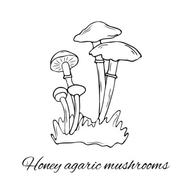 El çizimi ballı tarımsal mantarlar, izole edilmiş mantar illüstrasyonu.