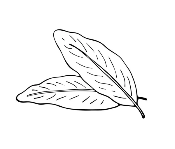 Yapımı Zencefil Yaprakları Kabartma Biçimi Izole Edilmiş Vektör Çizimi Beyaz — Stok Vektör