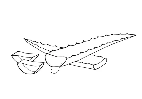 Aloe Vera Organické Rostliny Vektorové Ilustrace Izolovaná Vektorová Ilustrace Bílém — Stockový vektor