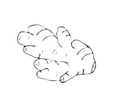 El yapımı zencefil kökü. Bitkisel baharat çizimi. Sağlıklı besin maddeleri. Mürekkep stili taslak. Vektör izole illüstrasyonu.