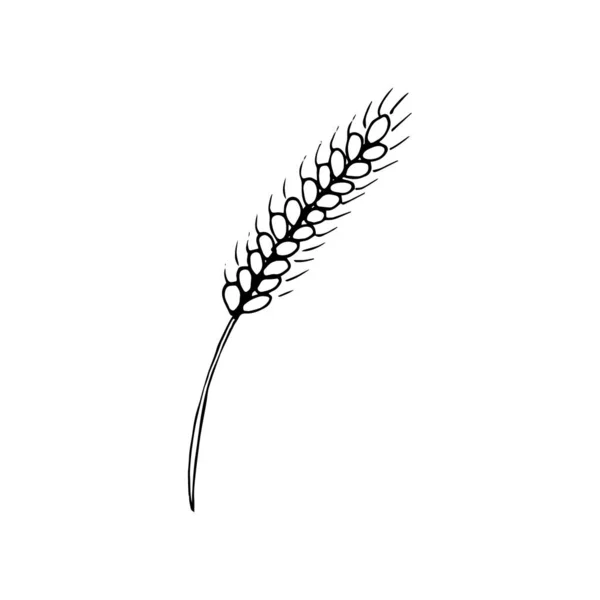 Ручні Пшеничні Вуха Пшеничні Колоски Ізольовані Білому Тлі — стоковий вектор