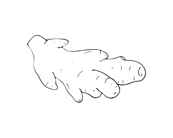 Handgezeichnete Ingwerwurzel Isoliert Auf Weißem Hintergrund Vektorillustration — Stockvektor