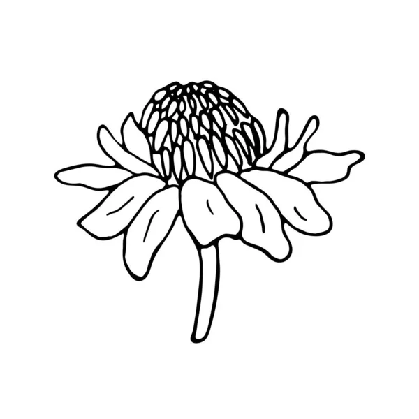 Karalama Tarzında Tek Çizimi Zencefil Çiçeği Beyaz Arkaplanda Izole Edilmiş — Stok Vektör
