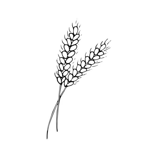 Handgezeichnete Zwei Ähren Weizen Isolierte Vektorillustration — Stockvektor