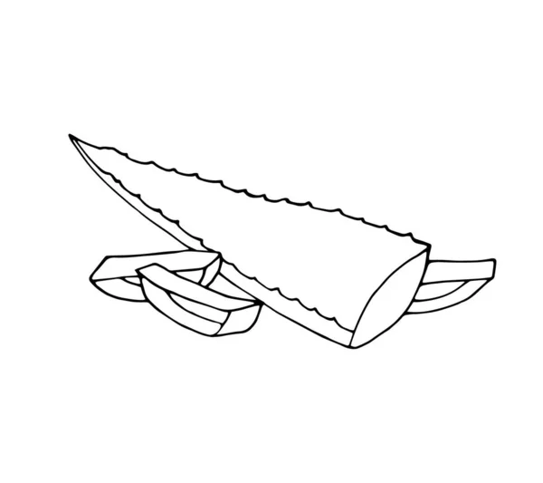 Vektorové Aloe Vera Ručně Kreslené Ilustrace Aloe Vera Vektorový Náčrt — Stockový vektor