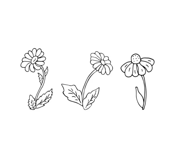 Vektör Çiçek Seti Botanik Illüstrasyon Izole Çiçek Elementleri Çizimi Illüstrasyon — Stok Vektör