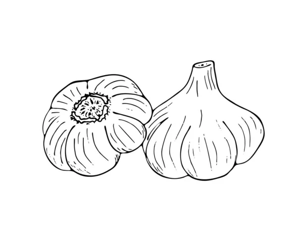 Garlic Hand Drawn Vector Illustration Isolated White Background — Stock Vector