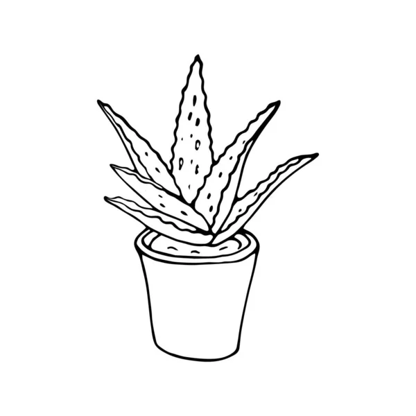 Hand Drawn Aloe Vera Plant Pot Vector Drawing Outline Aloe — Stock Vector