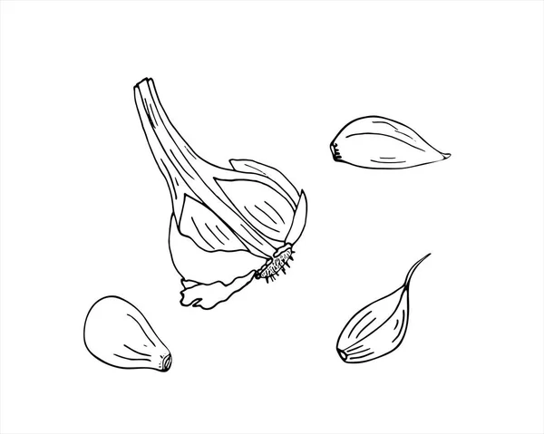 Set Von Handgezeichneten Monochromen Verschiedenen Knoblauchskizzen Knoblauchzehen Und Halben Knoblauchsets — Stockvektor