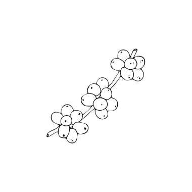 Elle çizilmiş kahve çekirdekleri. Çizim üzerine bir kahve. Vektör Kahve Fabrikası.