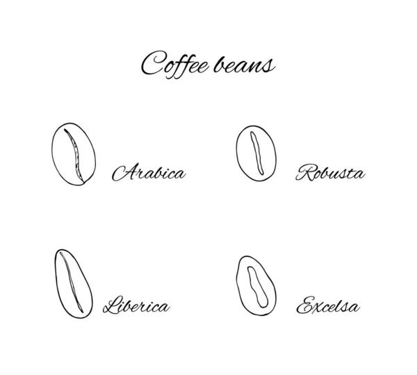 Handritade Typer Kaffebönor Arabica Robusta Excelsa Och Liberica — Stock vektor