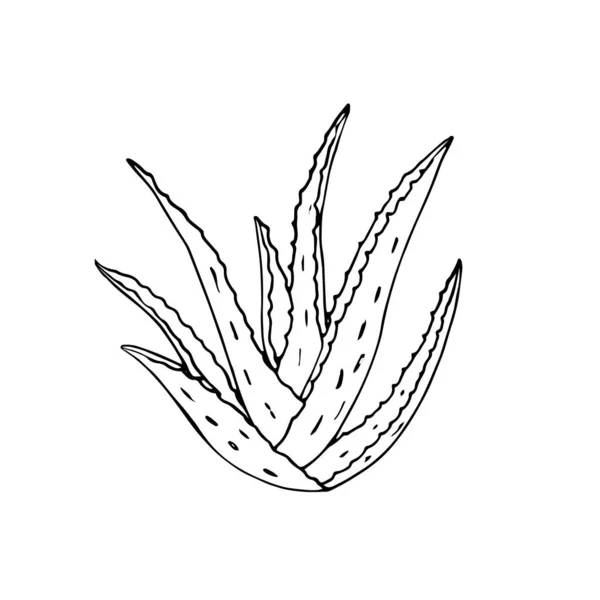 Handgezeichnete Aloe Vera Pflanze Aloe Vera Hand Zeichnen Botanische Clip — Stockvektor