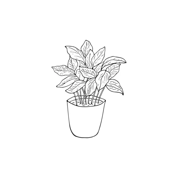 Handgezogene Kaffeepflanze Einem Topf Skizze Der Vektordarstellung Der Kaffeepflanze Isoliert — Stockvektor