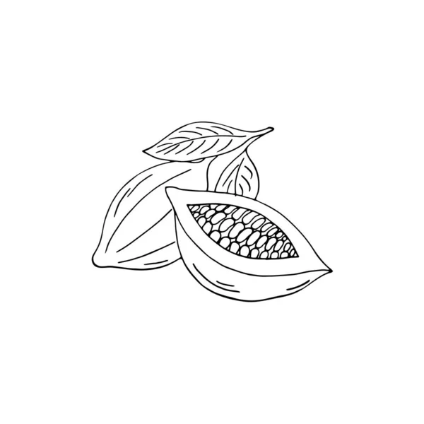 Handgezeichnete Kakaofrüchte Skizzenhafte Vektorillustration Von Kakaofrüchten Isolierte Vektorillustration — Stockvektor
