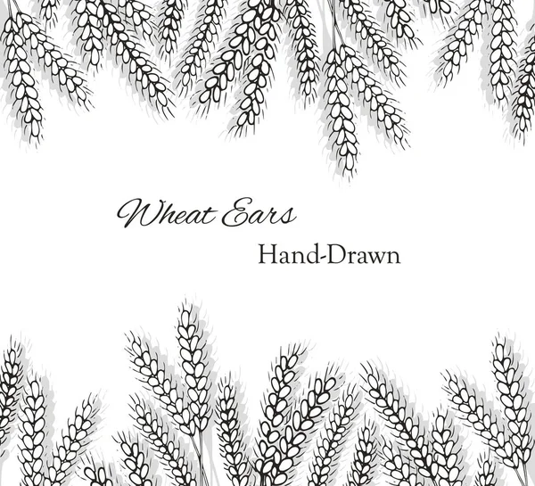 Weizenohren Handgezeichneter Bunner Vektorillustration Banner Design Mit Von Hand Gezogenen — Stockvektor