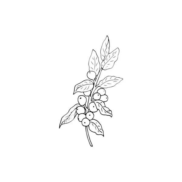 Кофейная Ветка Листьями Ягодами Ботанический Рисунок Эскиз Ручной Рисунок Вектора — стоковый вектор
