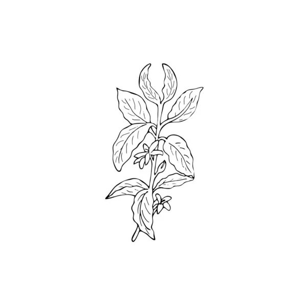 Yapımı Kahve Dalı Çizimi Yaprakları Çiçekleri Olan Bir Kahve Ağacı — Stok Vektör