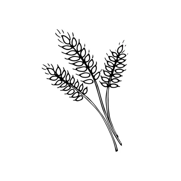 Handgezeichnete Weizenohren Getreideernte Skizze Vektor Illustration Isoliert Auf Weißem Hintergrund — Stockvektor