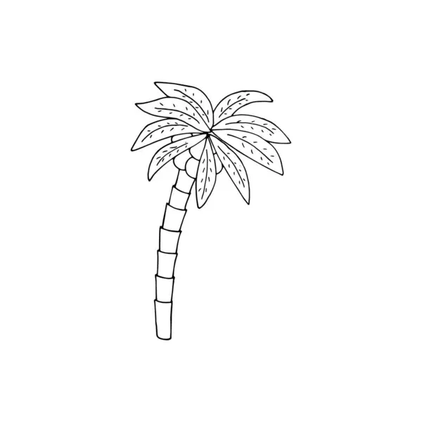 Palma Disegnata Mano Con Noci Cocco Illustrazione Vettoriale Isolata Sfondo — Vettoriale Stock