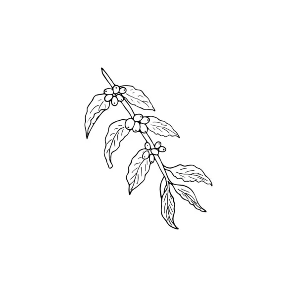 Handgezeichneter Kaffeezweig Mit Beeren Und Blättern Isolierte Vektordarstellung Auf Weißem — Stockvektor