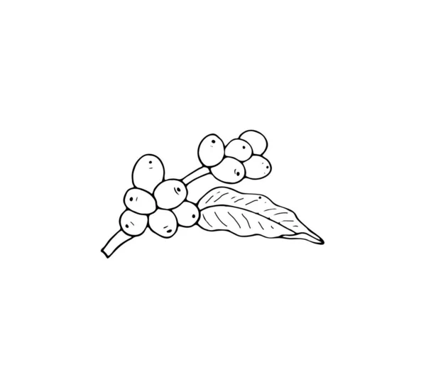 Kahve Ağacı Dalının Basit Vektör Çizimi Menü Veya Logo Için — Stok Vektör